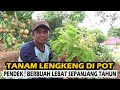 Begini Cara Menanam Kelengkeng di POT Pendek Cepat  & Rajin Berbuah Sepanjang Tahun