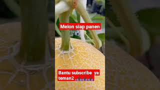 Download lagu Melon inthanon siap panen mp3