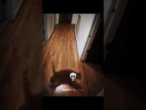 cats drift 🗿💀 #cats #drift #viralshorts #kamriyaxxx