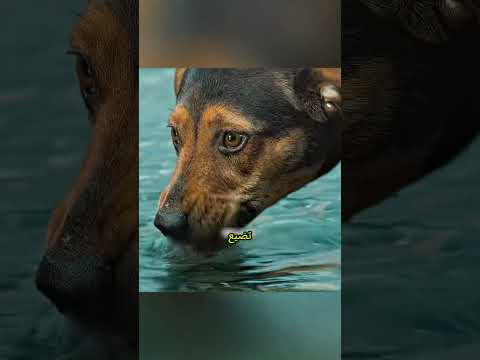 رحلة كلب وفيّ مليئة بالمآسي للعودة إلى صاحبه 🐶💔😭