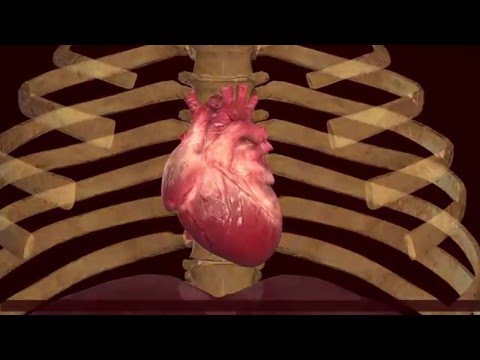 A keringés és szívciklus - https://arbookslibrary.com/