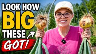 Harvesting Big Onions | Zone 8a Vegetable Garden