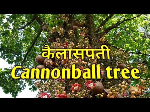 Introduction of कैलासपती Cannonball tree ||