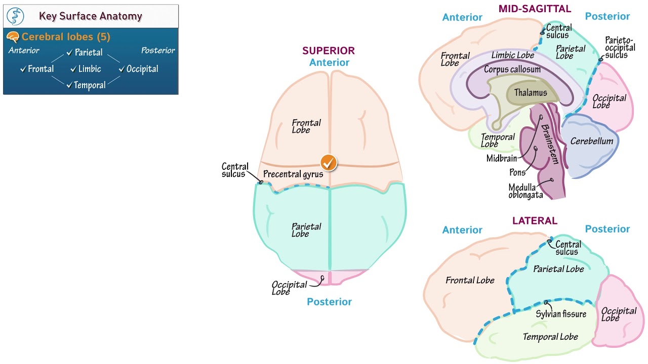 Brain Key Anatomy