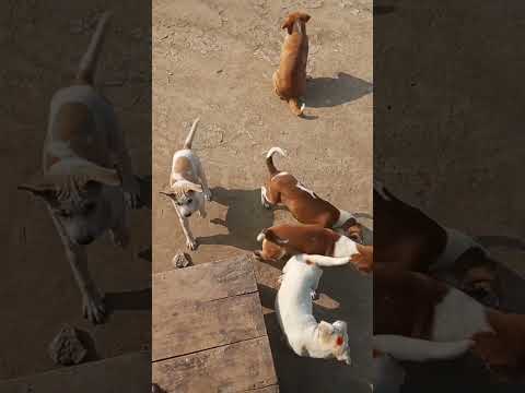 Baby dog funny video #dog #pets #nico #funny #cute #puppy #music #doglover