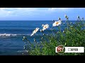 Suara Ombak Pantai Dan Burung