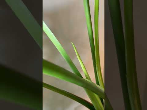 うちのモンステラ・デリシオサが泣いているのはなぜですか？これは悪い兆候ですか？  庭園