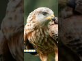 Karni Mata WhatsApp Status Religion Karni Mata Ringtone