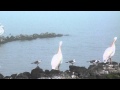 White Pelicans In The Fog