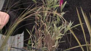 How to Grow Grass : How to Grow Ornamental Grass From Seed