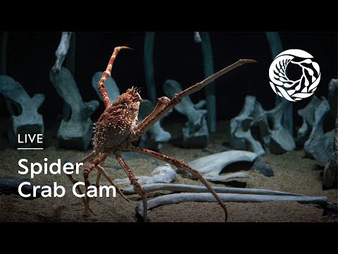 Spider Crabs, Monterey Bay Aquarium live webcam
