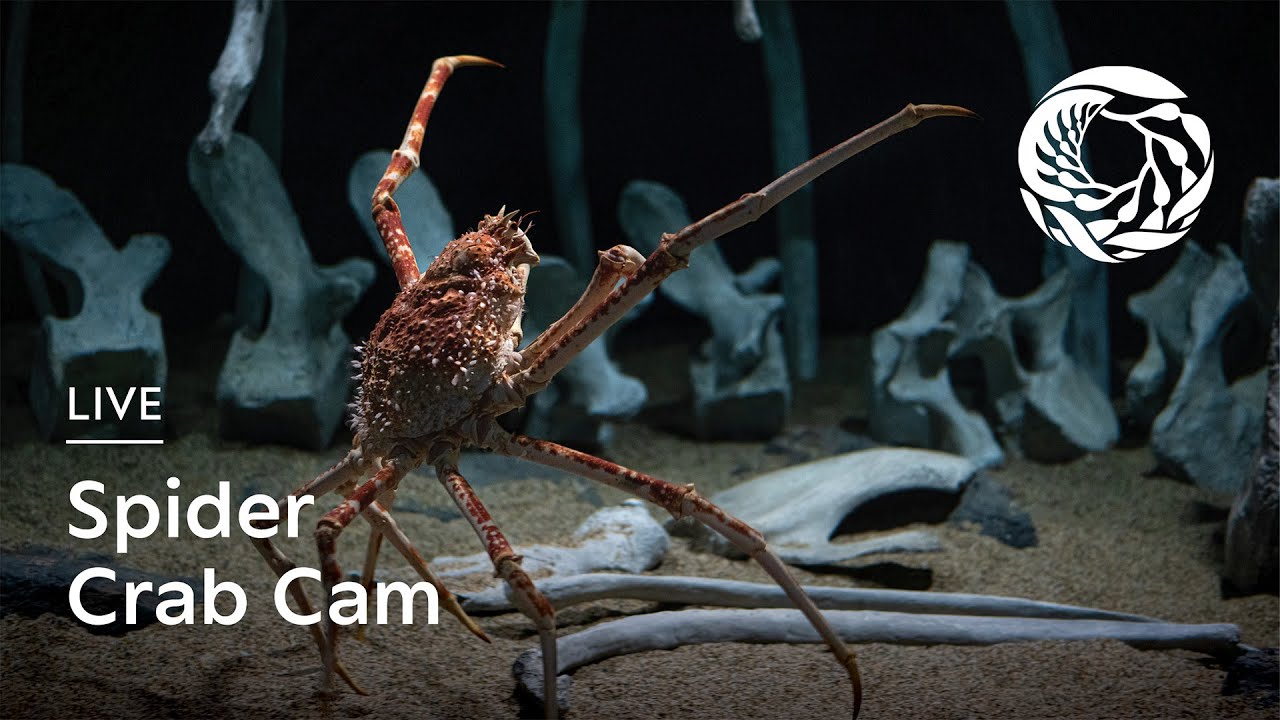 Live Spider Crab Cam