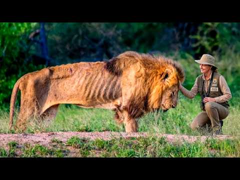Animals That Asked People for Help & Kindness