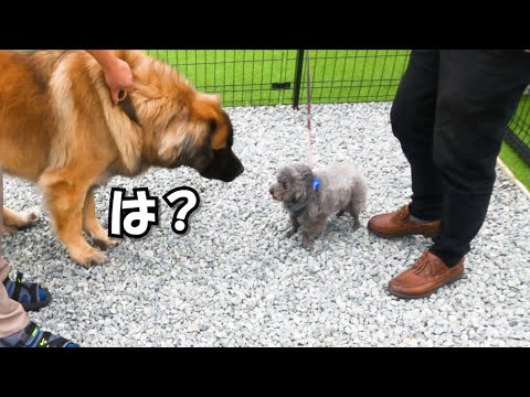 レオンベルガー - 優しいライオン