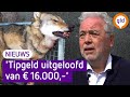 Nieuwe tips over doodgeschoten wolf Stroe: 'Hopelijk zit de gouden ertussen'