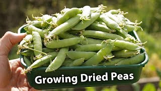 AMAZING Results from Growing Dried Peas!
