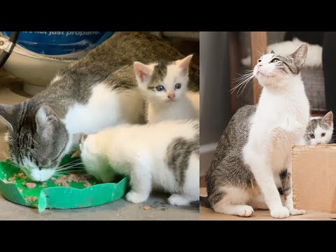 Rescuing a mom cat and kittens: Mama Latke
