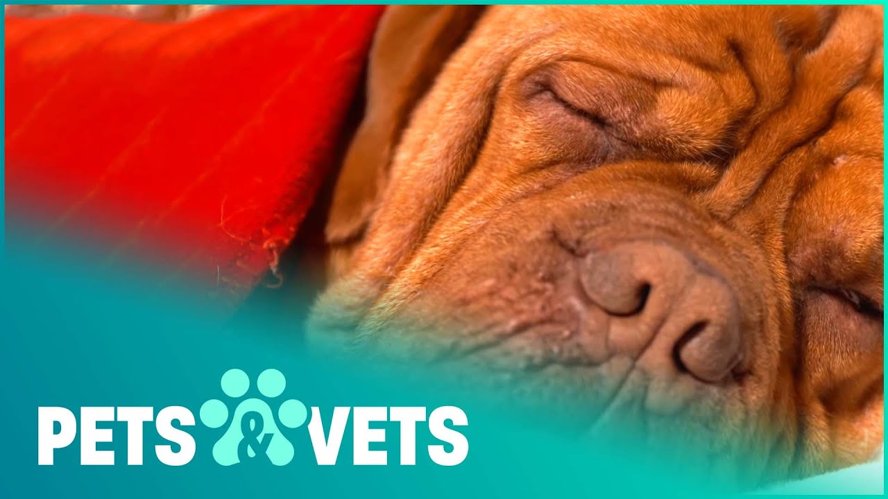 Dog De Bordeaux Rescued After Dumped On Rubbish Tip | The Dog Rescuers | Pets & Vets