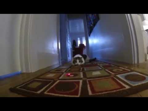 GoPro Laser Cats: Remake