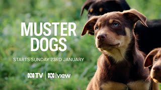 Muster Dogs | Starts Sunday 23 January 7.40pm on ABC TV and ABC iview