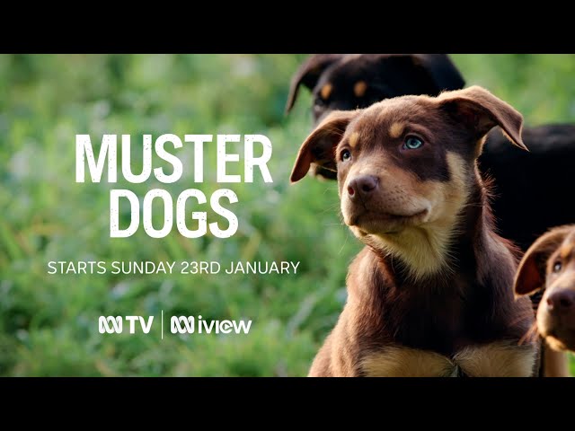 Muster Dogs | ABC TV