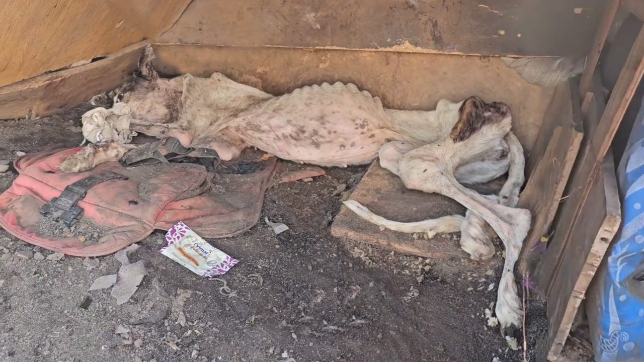She collapsed in a backyard to rest forever, unaware that her life just began