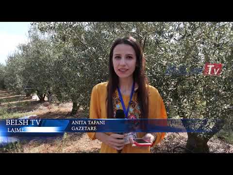 BELSH TV - Edicioni i lajmeve - 26 Shtator