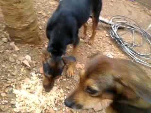 o cachorro se da mal ao tentar comer comida