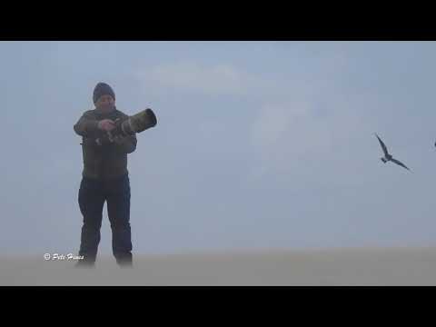 Leach's Petrels & birders, New Brighton, 13-09-17