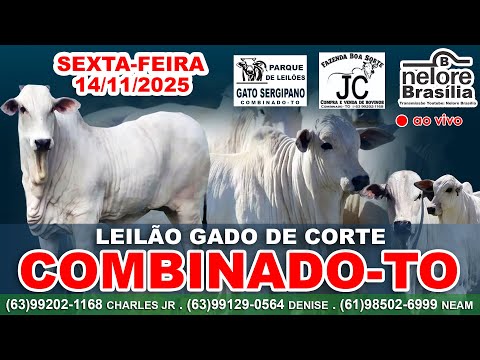 Leilão Gado de Corte, Combinado-TO, Sexta-Feira, 14/11, (63)99202-1168 (63)99129-0564 (61)98502-6999