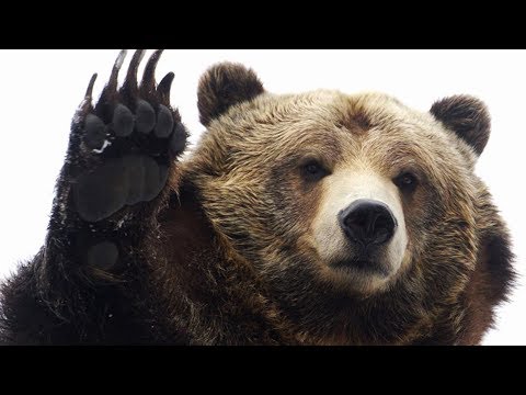bear - Summoners War
