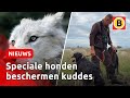 Deze honden beschermen schapen tegen de wolf | Omroep Brabant