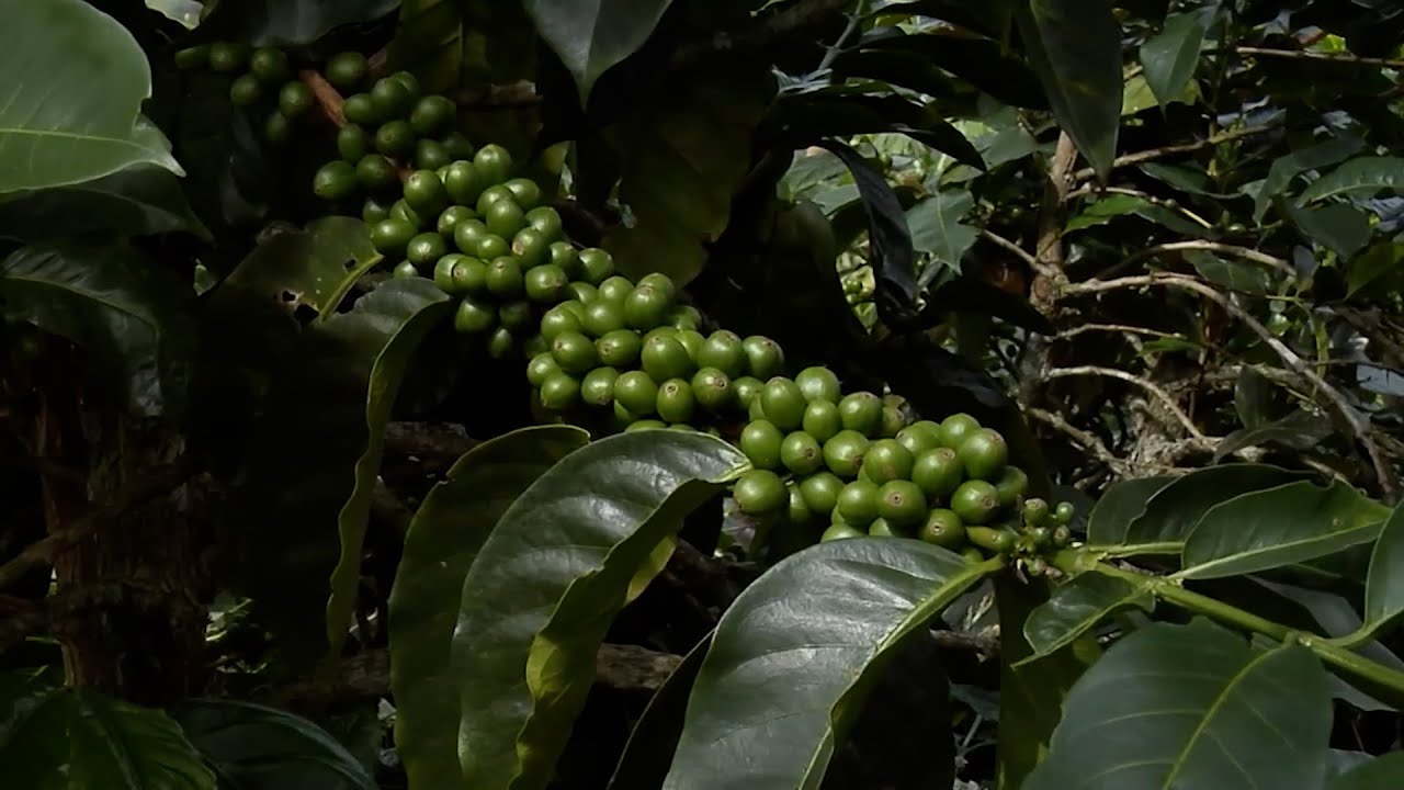 16 ENE VIERNES   CAP 1   AGROINDUSTRIA DEL CAFÉ FINCA CORTINA DE HIERRO   GENOVA   QUINDIO