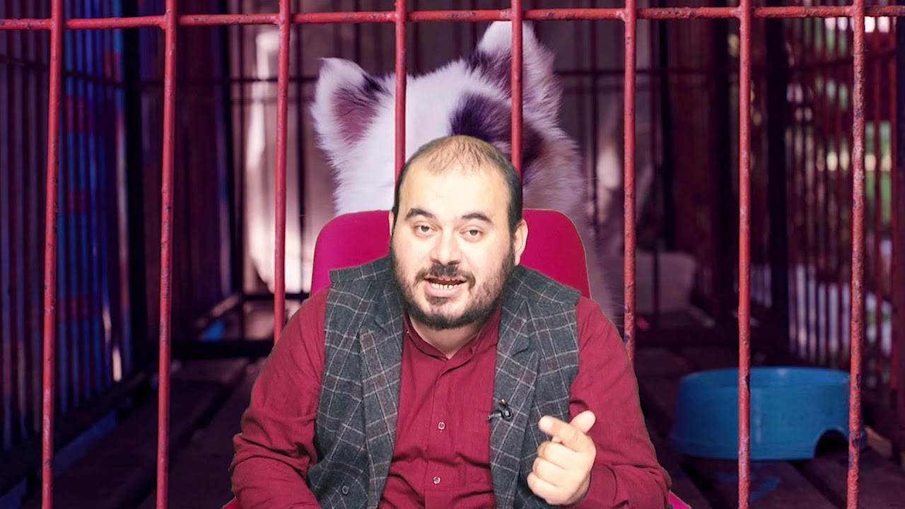 Rüyada Köpek satın almak görmek nedir Rüyada köpek satın aldığını görmek ne demektir Hüseyin duru