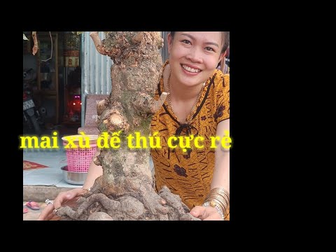 yến 0373949039.báo giá mai xù đế thú tàng đep GIÁ SIÊU RẺ SIÊU MỀM BAO SHIP.ngay 9-4_2023