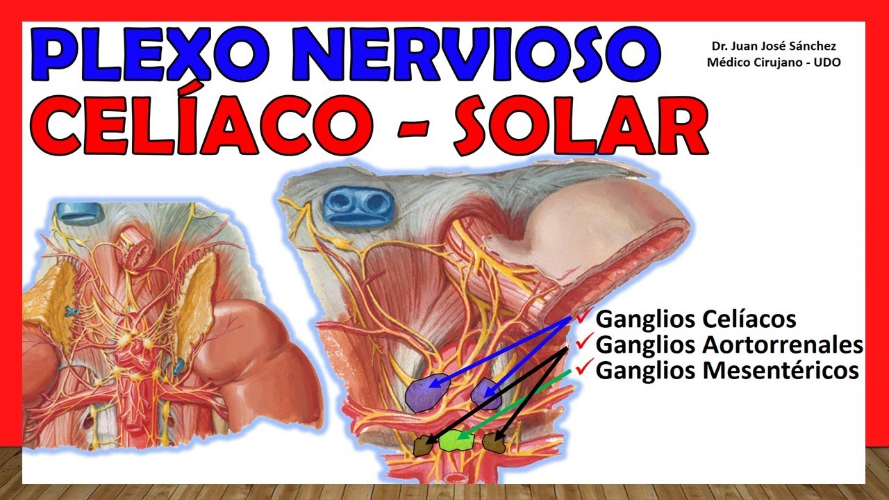 🥇 PLEXO CELÍACO NERVIOSO (SOLAR). ¡Explicación Sencilla!