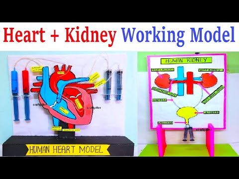 heart working model 3D making using syringe easy science project exhibition craftpiller