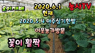 오이재배, 아주심기 후 27일 된 오이하우스 농가 방문, 마디마다 꽃이 활짝 피었습니다.[농사TV]