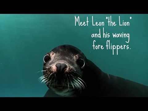 Click to Watch the 'Meet the Animals' SeaWorld continues to fight negative publicity from 'Blackfish' with new campaign video