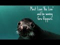 SeaWorld S Leon Likes To Get Up Close And Personal