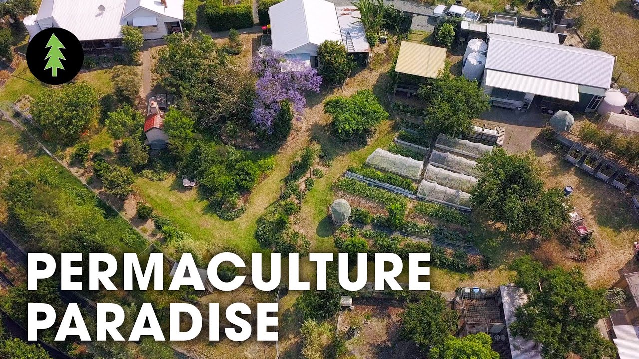 Hugely Abundant 1-Acre Permaculture Homestead Tour – Limestone Permaculture Farm Revisit