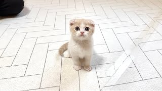【ご报告】新しい家族をお迎えに行きました。