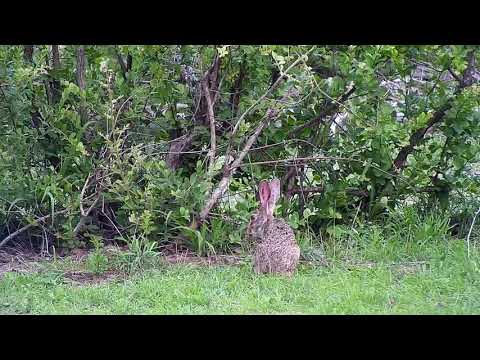 Djuma: Scrub Hare feeding - 16:45 - 12/13/19
