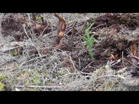 Посадочный агрегат Bracke P11.a