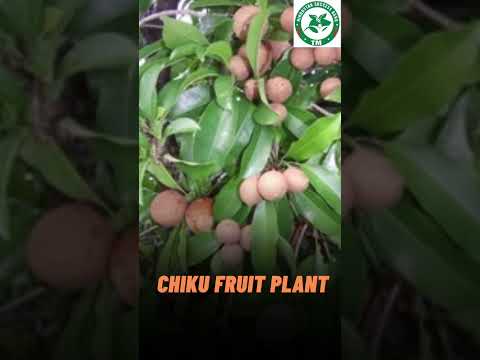 Chiku Fruit Plant