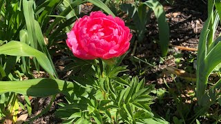 What kind of peony is it?//Small garden