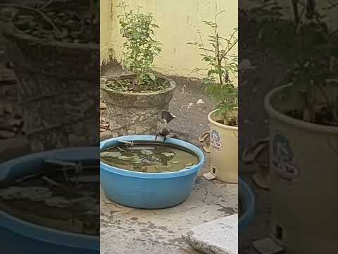 nature##little Bird##