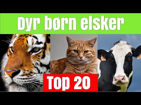 Dyr børn elsker (top 20 favorit dyr)