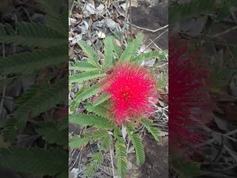 Reserva Chapéu do Sol em Cristalina -GO. "Visitem antes que o GO entregue para os Estados Unidos!"