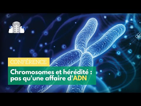 Les chromosomes et l'hérédité : pas qu'une affaire d'ADN